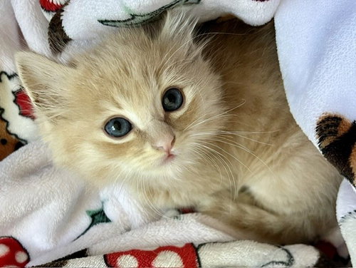 *SKIPPY, Baby Domestic Short Hair (medium coat), cat for adoption in San Buenaventura (Ventura), California