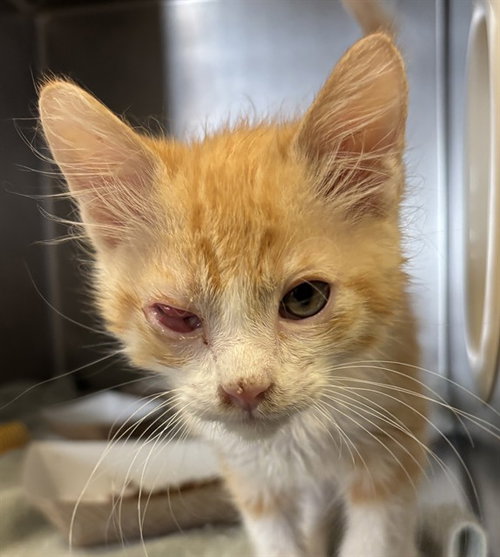 *MANDARIN, Baby Domestic Short Hair (medium coat), cat for adoption in San Buenaventura (Ventura), California