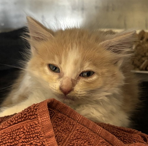 *LEONARD, Baby Domestic Medium Hair (medium coat), cat for adoption in San Buenaventura (Ventura), California