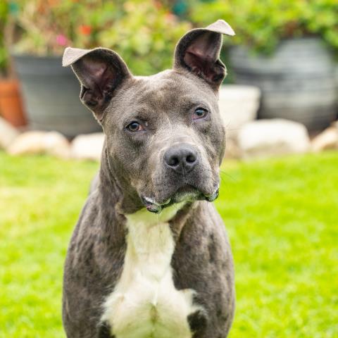 MILO