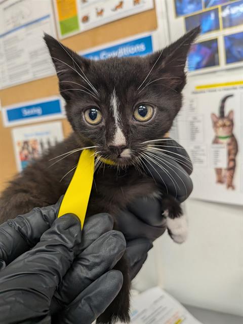 *SUSAN, Baby Domestic Short Hair (medium coat), cat for adoption in San Buenaventura (Ventura), California