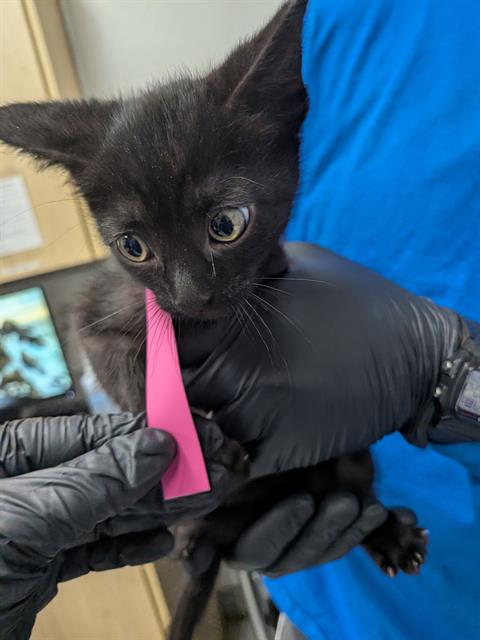 *EDMUND, Baby Domestic Short Hair (medium coat), cat for adoption in San Buenaventura (Ventura), California