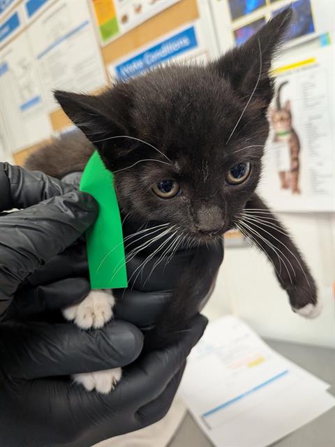 *LUCY, Baby Domestic Short Hair (medium coat), cat for adoption in San Buenaventura (Ventura), California