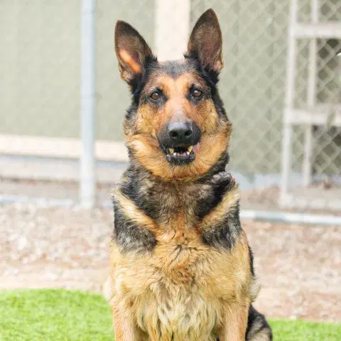 Maggie - German Shepherd Dog