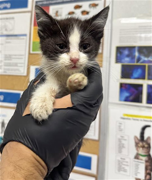 *JERRY, Baby Domestic Short Hair (medium coat), cat for adoption in San Buenaventura (Ventura), California