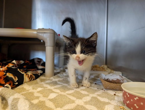 *JERRY, Baby Domestic Short Hair (medium coat), cat for adoption in San Buenaventura (Ventura), California