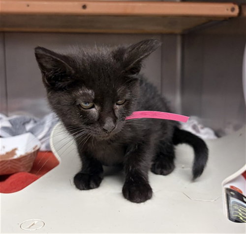 *POPPY, Baby Domestic Short Hair (medium coat), cat for adoption in San Buenaventura (Ventura), California