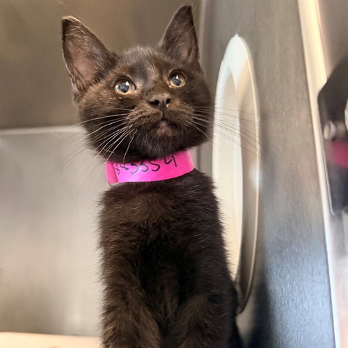 *POPPY, Baby Domestic Short Hair (medium coat), cat for adoption in San Buenaventura (Ventura), California