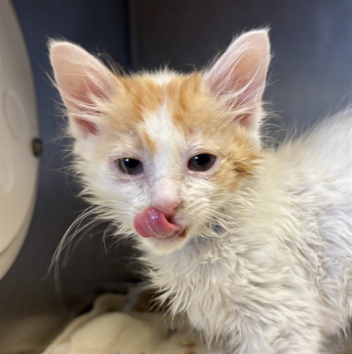 *PIXIE, Baby Domestic Short Hair (medium coat), cat for adoption in Santa Barbara, California