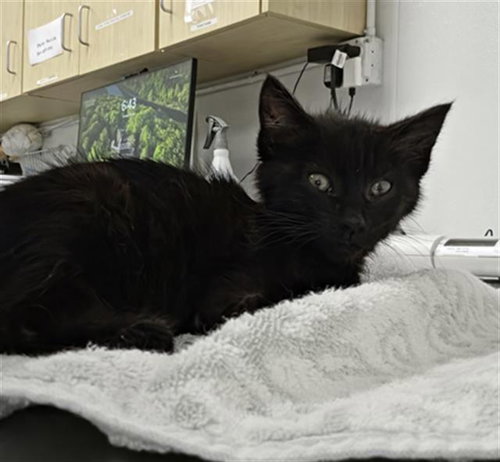 A883336, Baby Domestic Short Hair (medium coat), cat for adoption in Santa Barbara, California