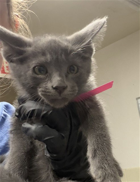 A883356, Baby Domestic Short Hair (medium coat), cat for adoption in Santa Barbara, California