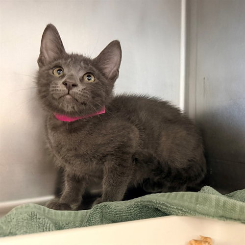 A883356, Baby Domestic Short Hair (medium coat), cat for adoption in San Buenaventura (Ventura), California