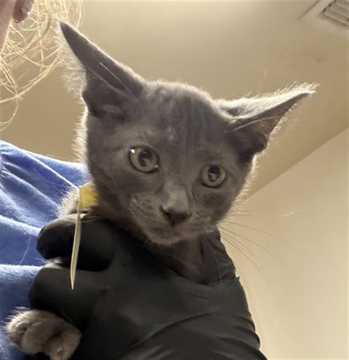A883357, Baby Domestic Short Hair (medium coat), cat for adoption in Santa Barbara, California