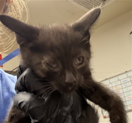 A883358, Baby Domestic Short Hair (medium coat), cat for adoption in Santa Barbara, California