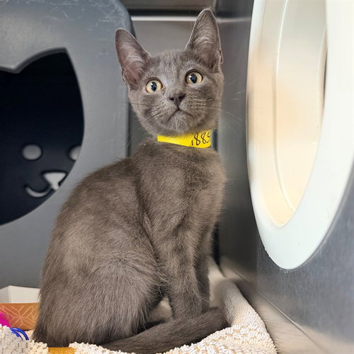 A883358, Baby Domestic Short Hair (medium coat), cat for adoption in San Buenaventura (Ventura), California