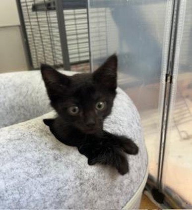 *JINX, Baby Domestic Short Hair (medium coat), cat for adoption in Santa Barbara, California