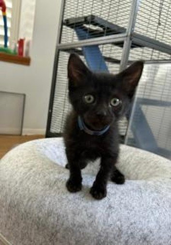 *POE, Baby Domestic Short Hair (medium coat), cat for adoption in Santa Barbara, California