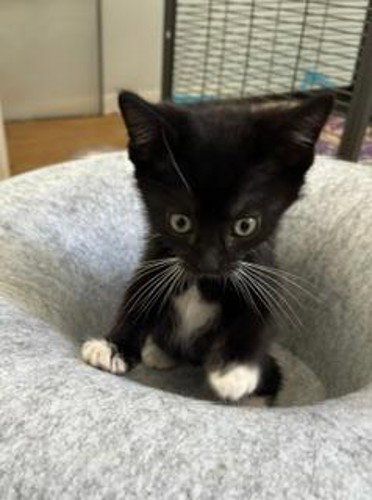 *TUX, Baby Domestic Short Hair (medium coat), cat for adoption in Santa Barbara, California