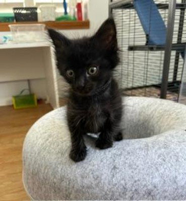 *PUMA, Baby Domestic Short Hair (medium coat), cat for adoption in Santa Barbara, California