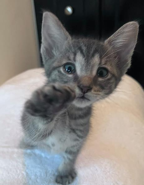 *HARRIET, Baby Domestic Short Hair (medium coat), cat for adoption in Santa Barbara, California