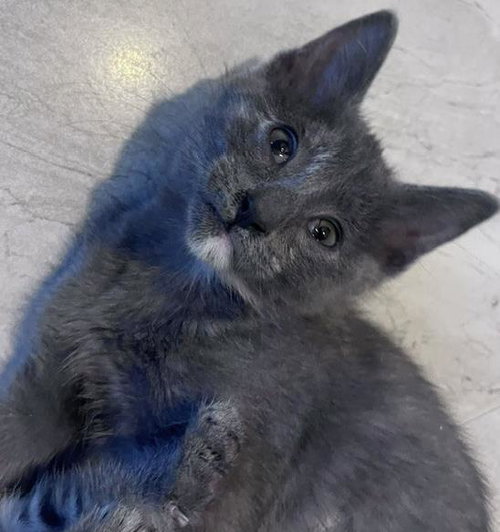*ISABELLE, Baby Domestic Short Hair (medium coat), cat for adoption in Santa Barbara, California