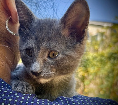 *ISABELLE, Baby Domestic Short Hair (medium coat), cat for adoption in Camarillo, California