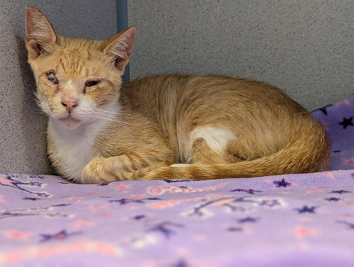 *DINAH, Adult Domestic Short Hair (medium coat), cat for adoption in San Buenaventura (Ventura), California