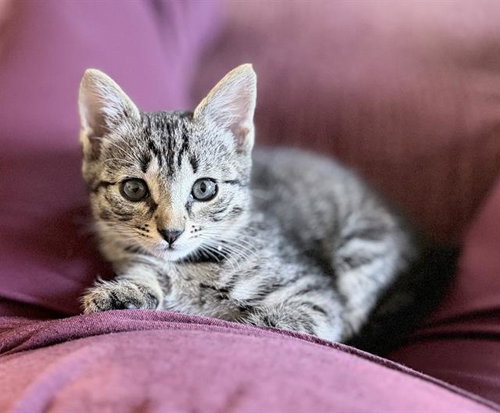 *UMAMI, Baby Domestic Short Hair (medium coat), cat for adoption in San Buenaventura (Ventura), California