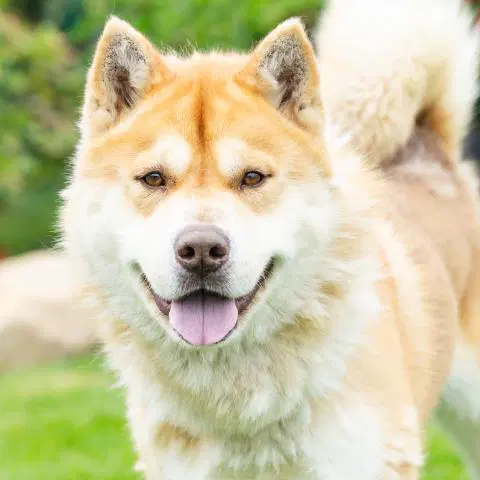 Taz - Siberian Husky