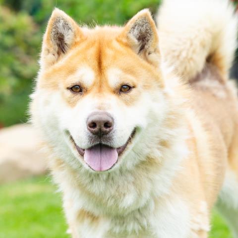 Taz