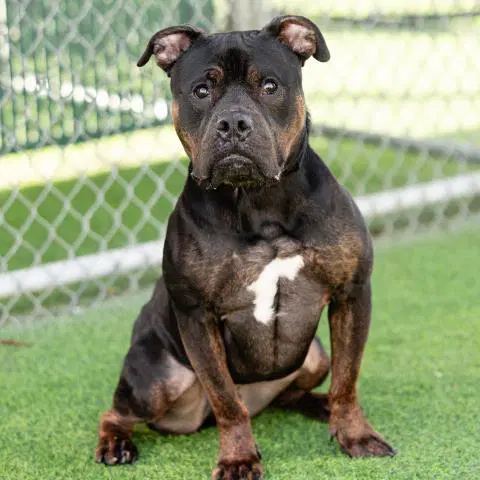 Whiskey - Pit Bull Terrier