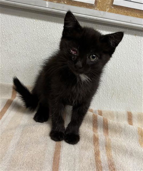 A883608, Baby Domestic Medium Hair (medium coat), cat for adoption in San Buenaventura (Ventura), California