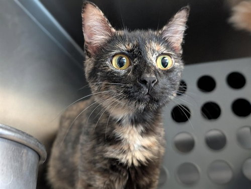 MOMMA, Young Domestic Short Hair (medium coat), cat for adoption in San Buenaventura (Ventura), California