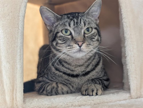 PRADA, Young Domestic Short Hair (medium coat), cat for adoption in San Buenaventura (Ventura), California