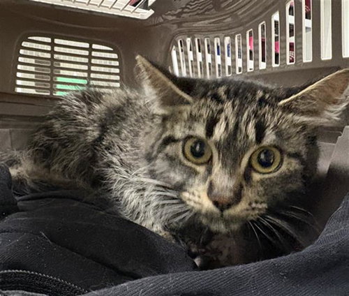 LUCY, Adult Domestic Long Hair (medium coat), cat for adoption in San Buenaventura (Ventura), California