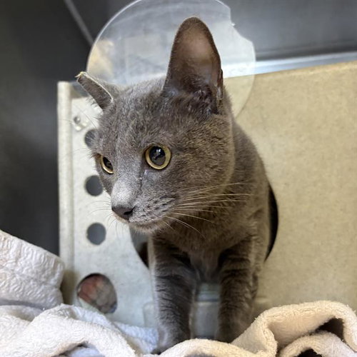 STORM, Adult Domestic Short Hair (medium coat), cat for adoption in San Buenaventura (Ventura), California