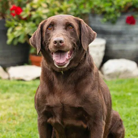 Chip - Labrador Retriever
