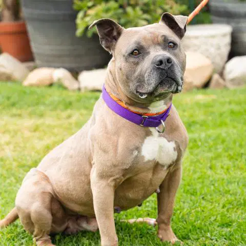 Kyle - Pit Bull Terrier