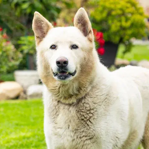 Polar Bear - German Shepherd Dog