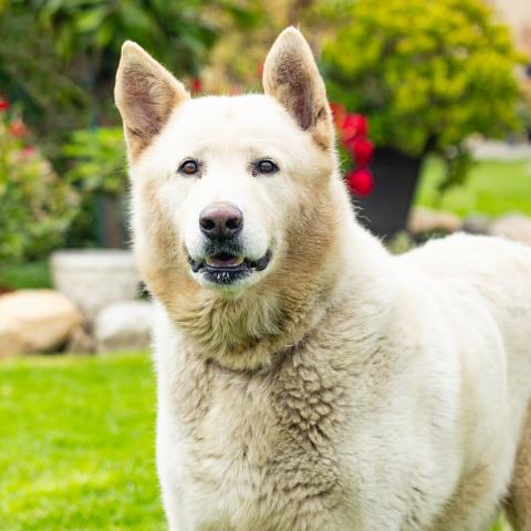 Polar Bear