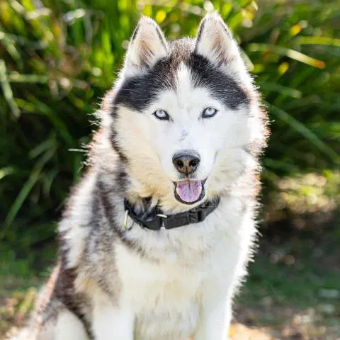 Aussie - Siberian Husky