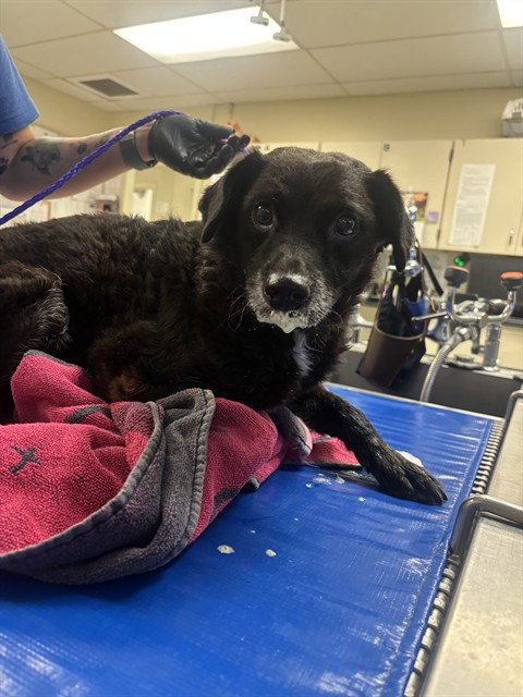 PEPPER, an adoptable Labrador Retriever in Camarillo, CA