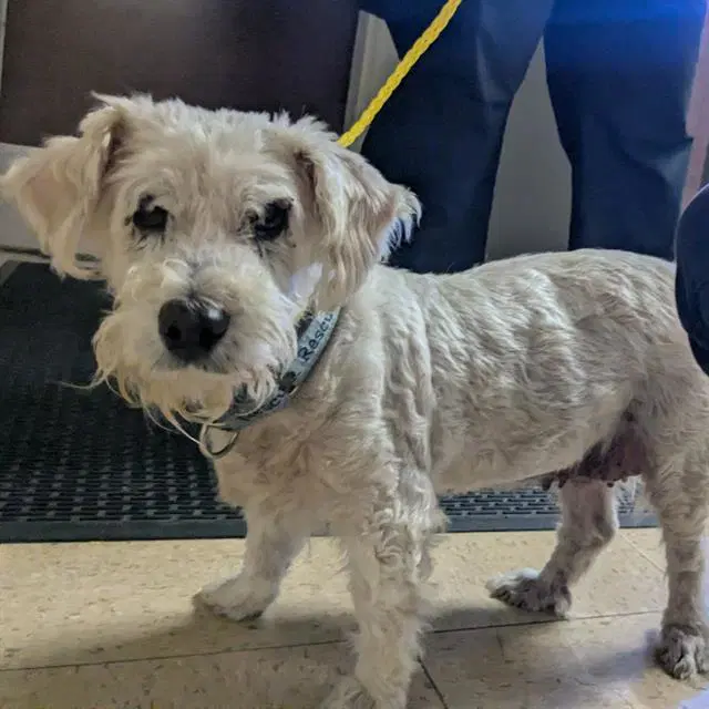 Sophia - Poodle (Miniature)