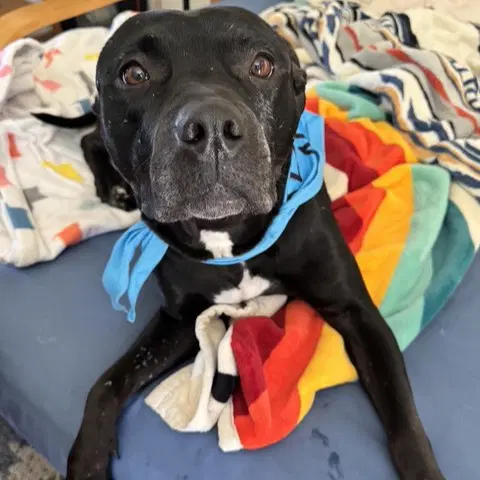 Wren - Pit Bull Terrier