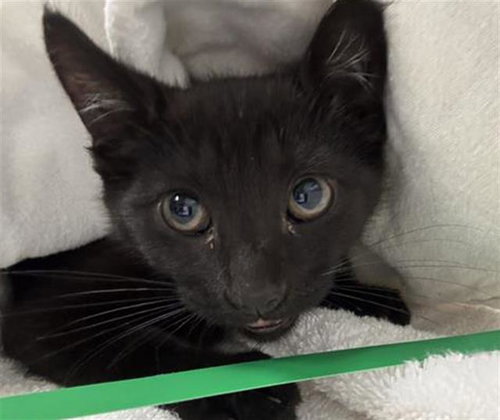 *HARRISON, an adoptable Domestic Short Hair in Camarillo, CA