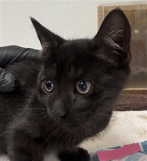 *TYLER, an adoptable Domestic Short Hair in Camarillo, CA