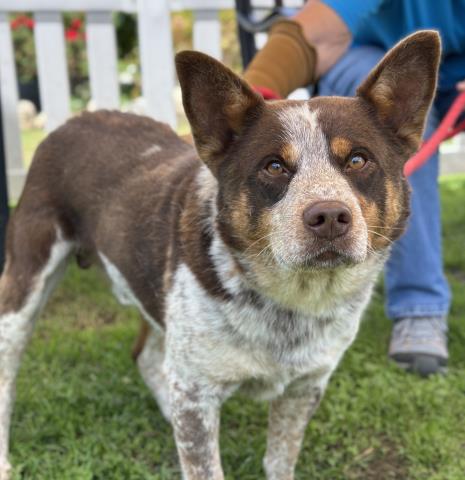 *BROOKS, an adoptable Australian Cattle Dog in Camarillo, CA