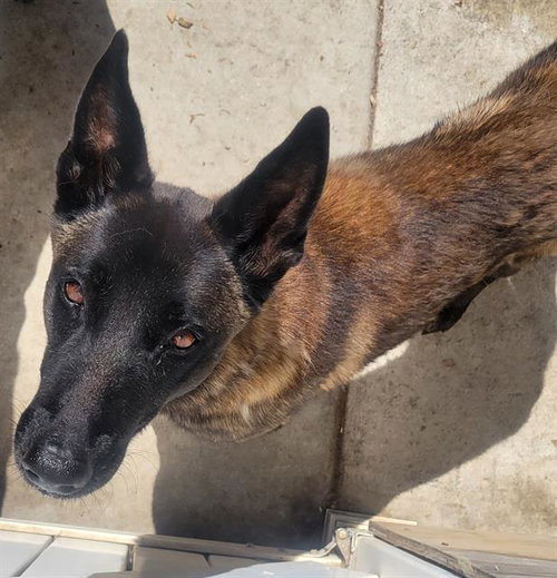 FLEX, an adoptable Belgian Shepherd Malinois in Camarillo, CA