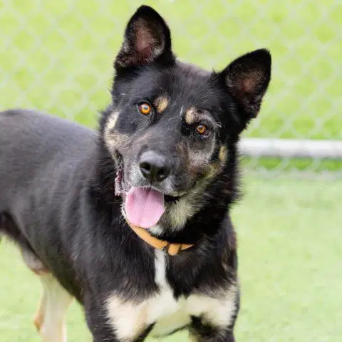 Roberto - German Shepherd Dog