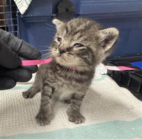 *OLIVIA, an adoptable Domestic Short Hair in Camarillo, CA